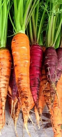 Organically grown carrots